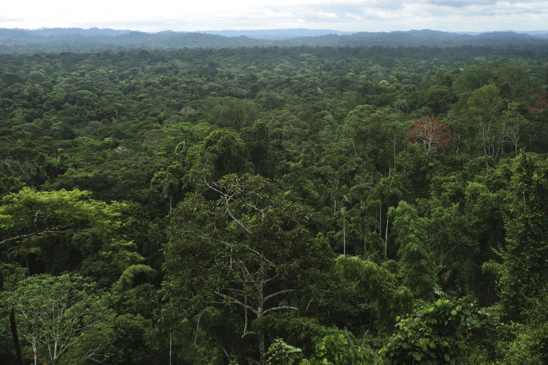 Huge network of ancient cities uncovered in the Amazon rainforest